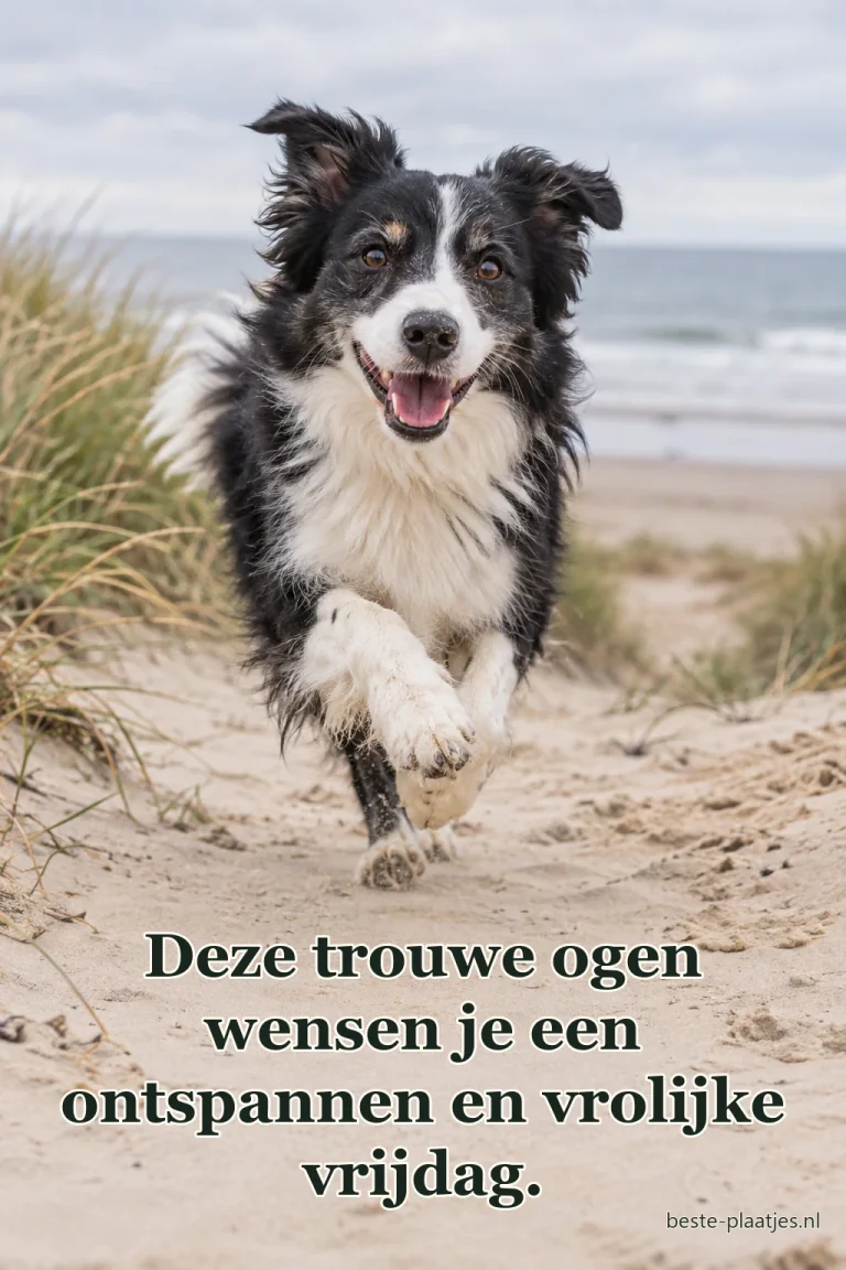 Een zwart-witte hond rent vrolijk over een zandpad bij zee.