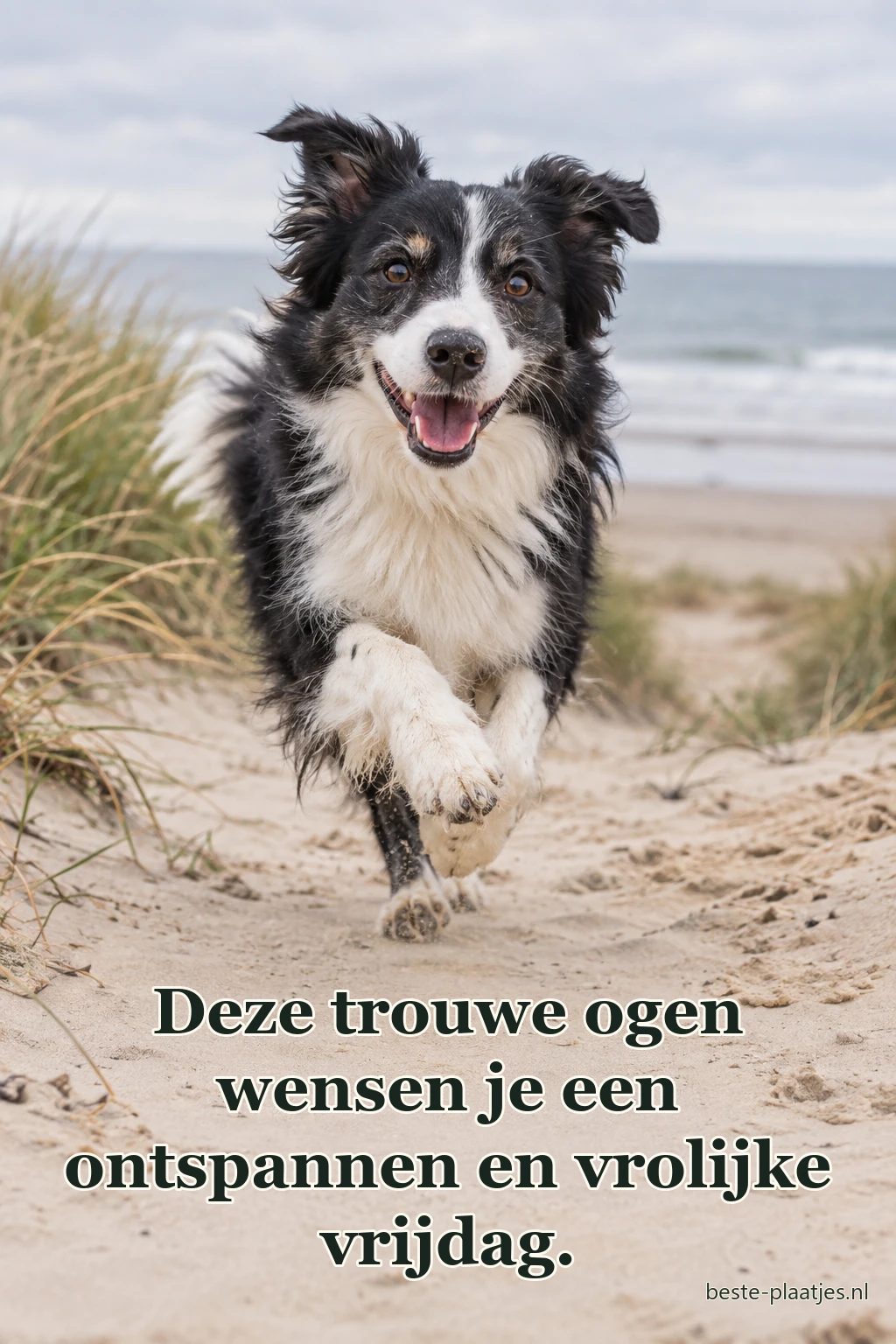 Een zwart-witte hond rent vrolijk over een zandpad bij zee.