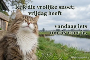 Een pluizige kat kijkt vrolijk naar de camera.