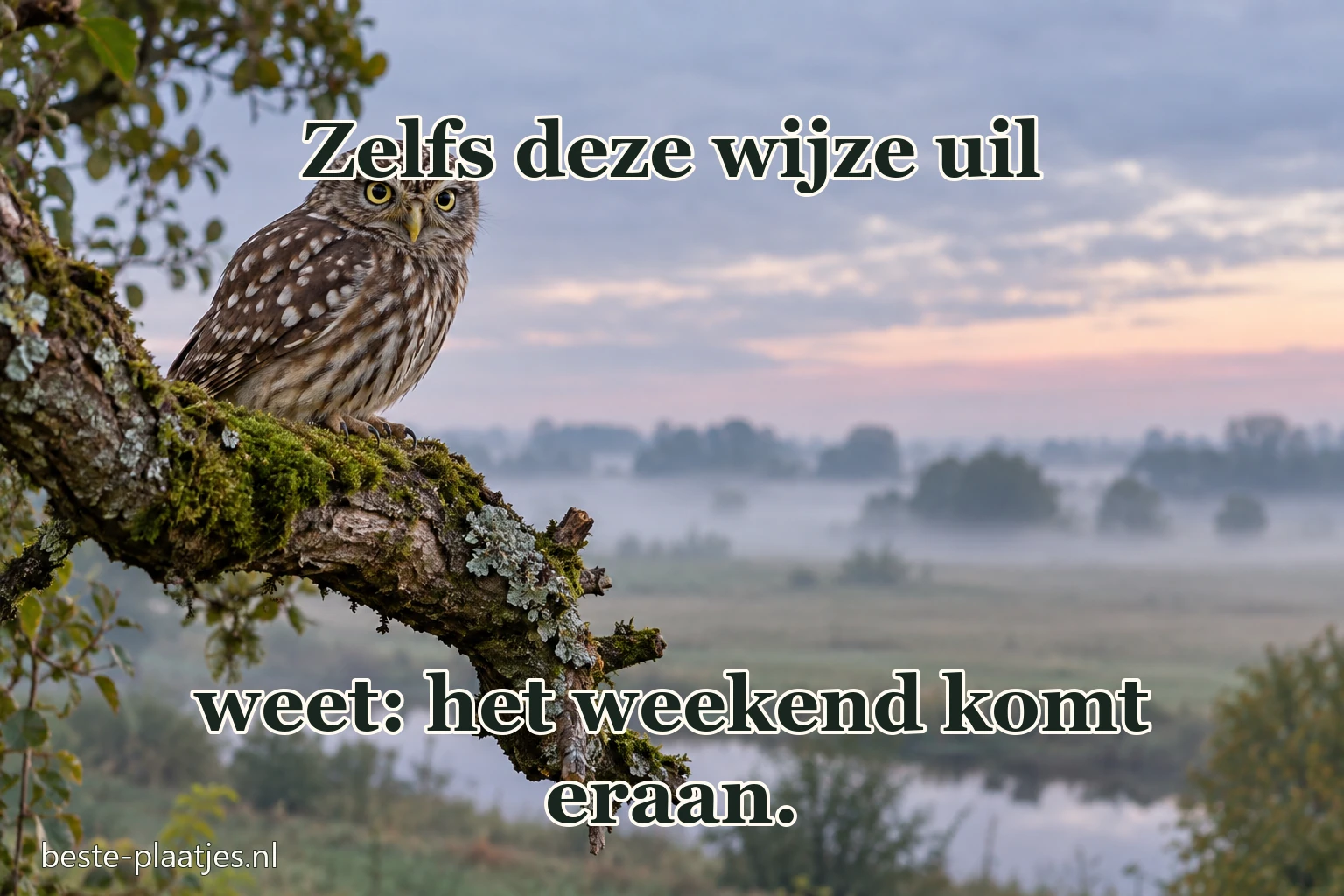 Een kleine uil zit op een bemoste tak in de ochtend.