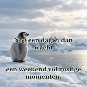 Een pinguïnkuiken staat alleen op de rand van het poolijs.