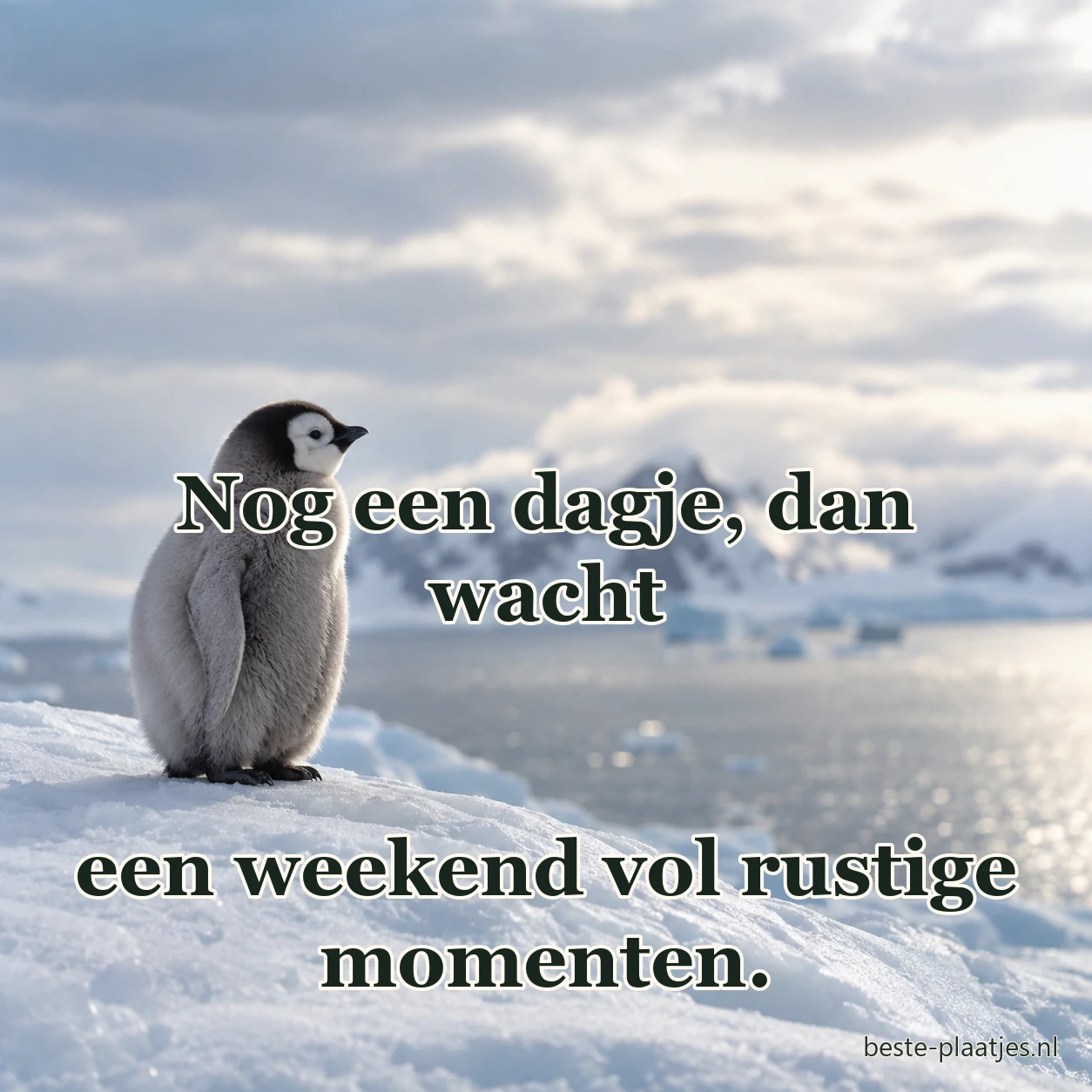 Een pinguïnkuiken staat alleen op de rand van het poolijs.