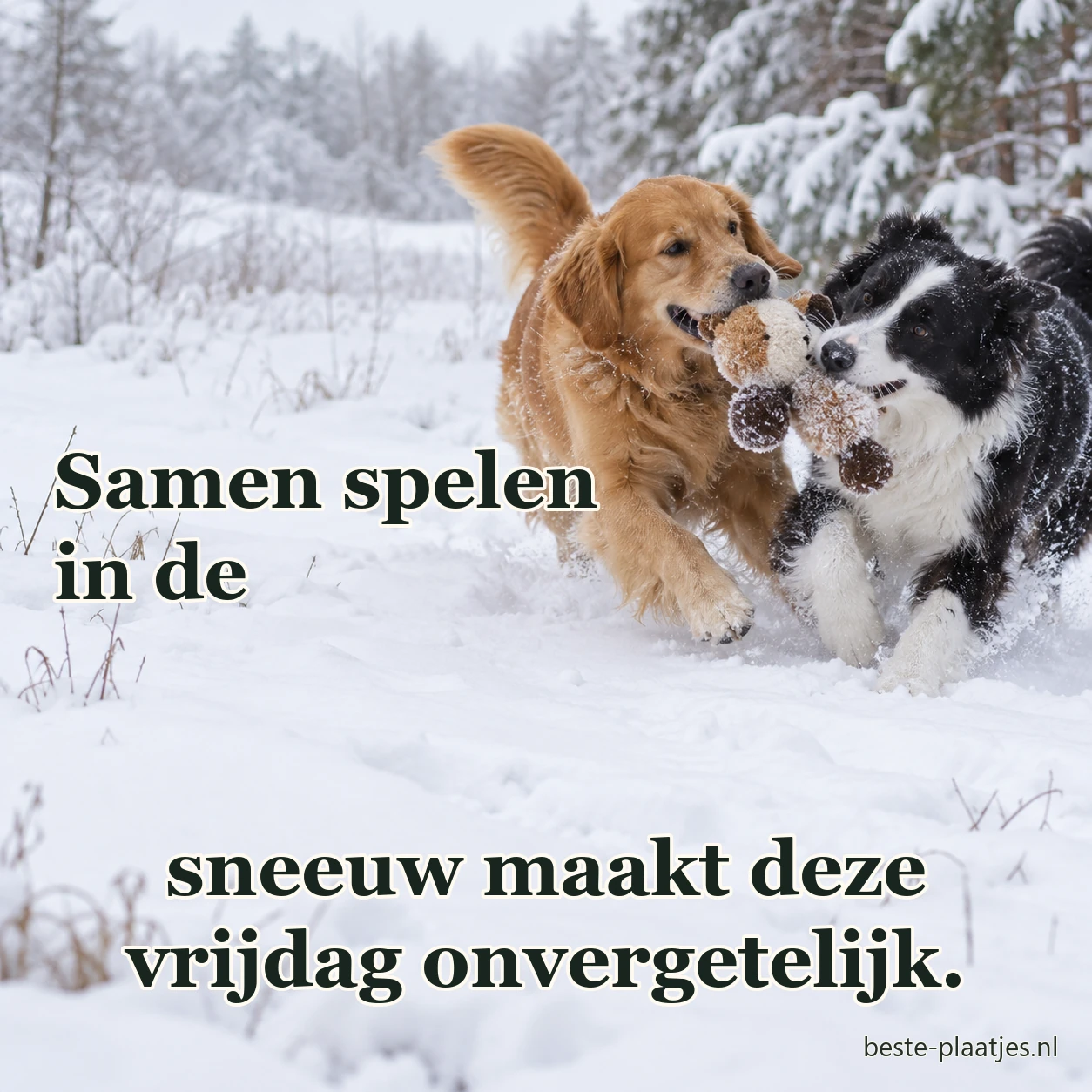 Twee honden spelen met een knuffel in de sneeuw.