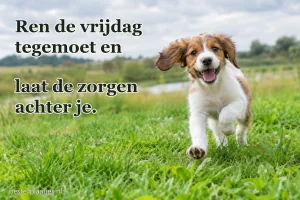 Een vrolijke pup rent door het frisse gras.