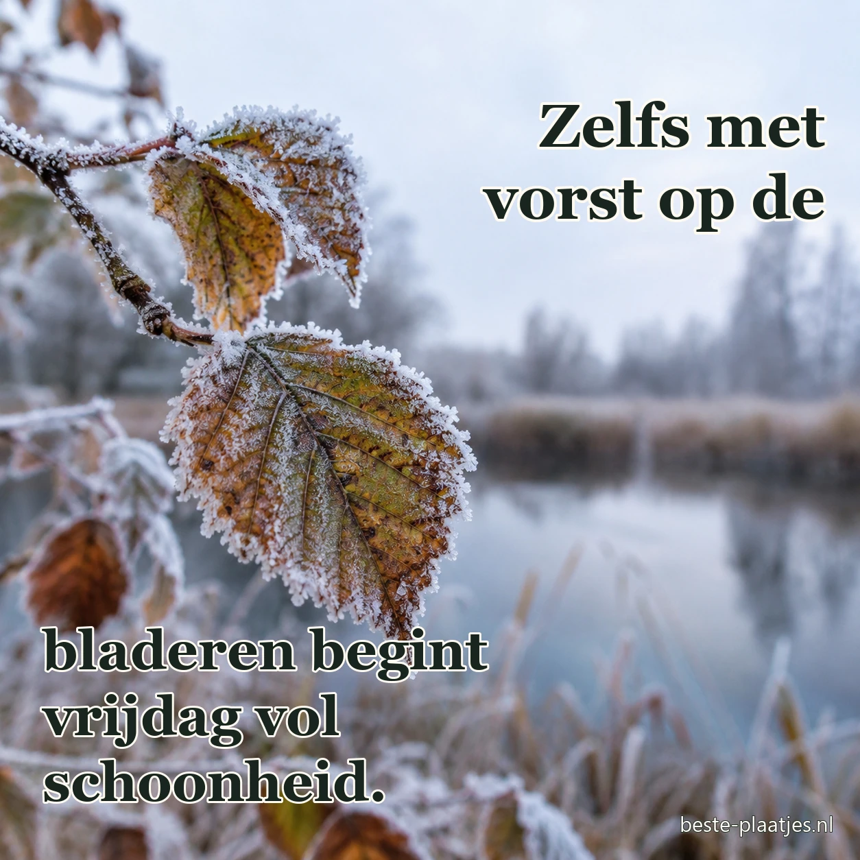 Rijp ligt op groene bladeren in een rustige wintertuin.