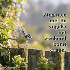 Een kleine zangvogel hupt met opgetilde vleugels op een tuinhek.