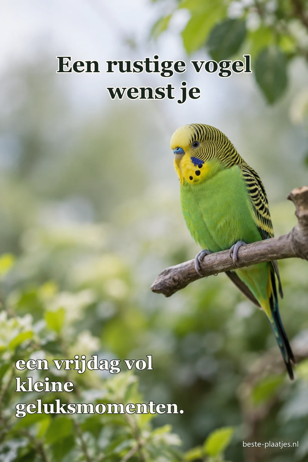 Een blauwe parkiet zit rustig op een houten tak.