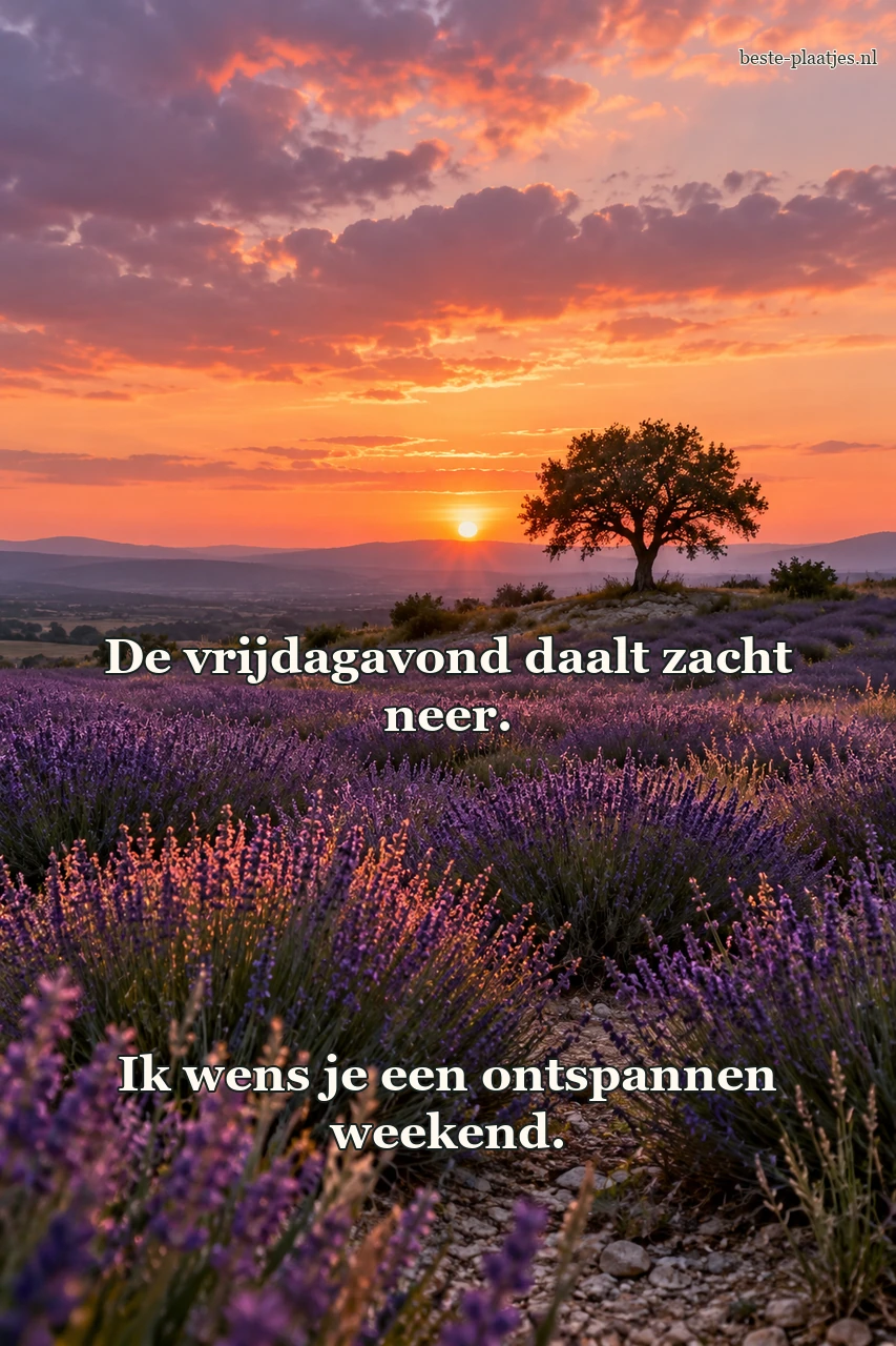 Een eenzame eik staat achter lavendelvelden in roze avondlicht.