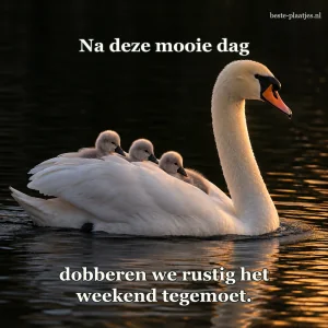 Een zwaan zwemt met drie jongen over donker water.