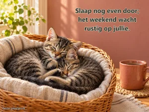 Twee jonge katten slapen samen in een mand naast een terracottakleurige mok.