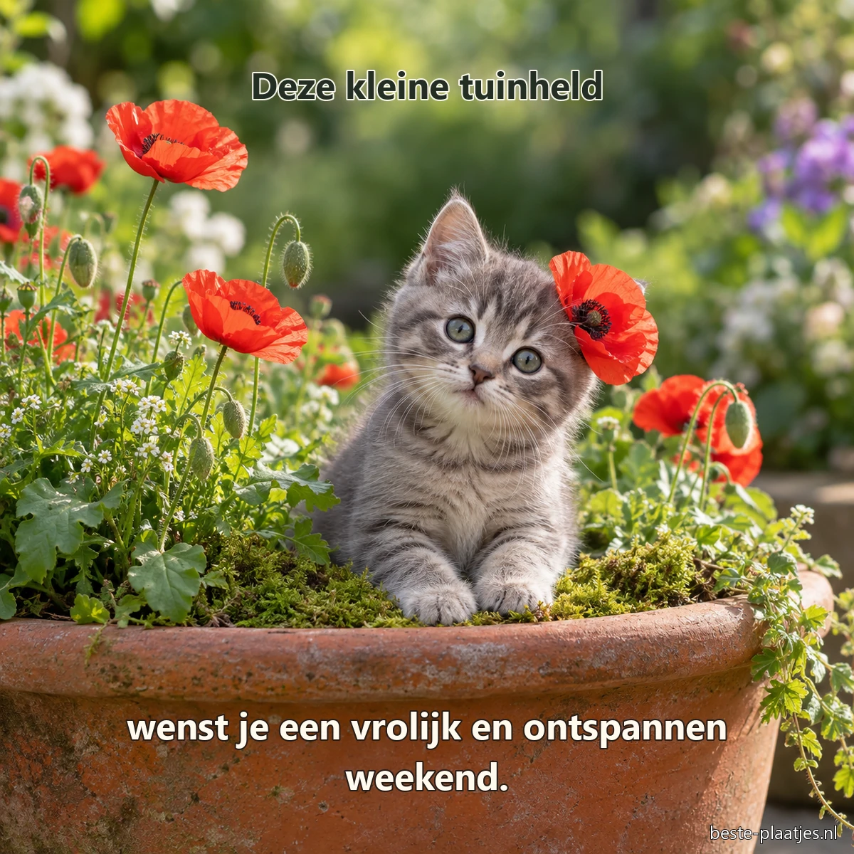 Een grijze kitten zit tussen mos en rode klaprozen in een terracottapot.