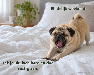 Een slaperige mopshond rekt zich uit op een onopgemaakt wit bed.