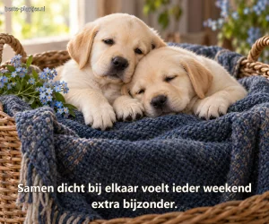 Twee labradorpups liggen dicht tegen elkaar in een mand met blauwe bloemen.