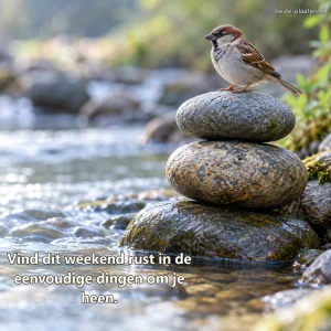 Een huismus zit op een stapel rivierstenen midden in een kabbelende beek.
