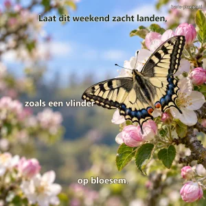 Een koninginnenpage rust met geopende vleugels op een bloeiende appeltak.