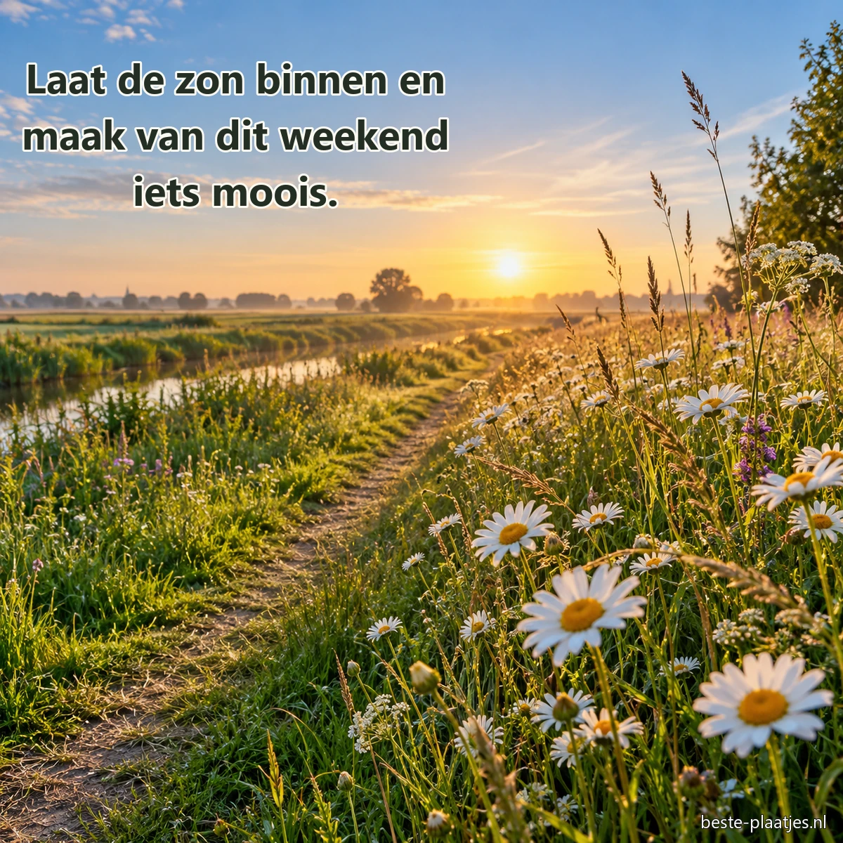 Een smal pad loopt tussen madeliefjes naar een zonnige horizon.