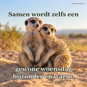 Twee stokstaartjes zitten dicht tegen elkaar op warm zand.