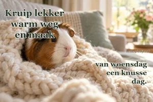 Een cavia ligt knus in een dikke crèmekleurige wollen deken.
