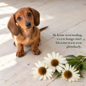 Een teckelpup zit naast drie witte zonnehoedbloemen op een houten vloer.