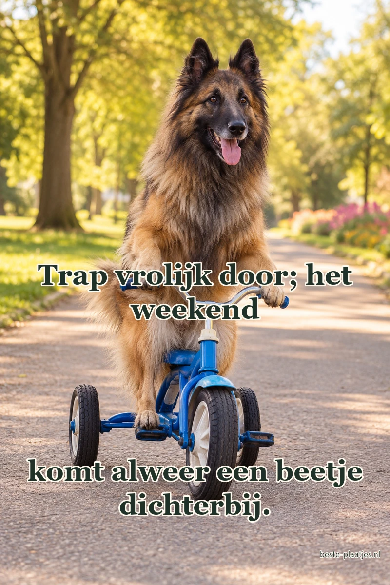 Een herdershond rijdt voorzichtig op een blauwe driewieler in het park.