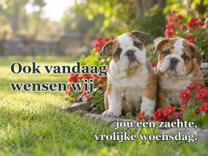 Twee bulldogpups zitten tussen lage rode bloemen in een zonnige tuin.