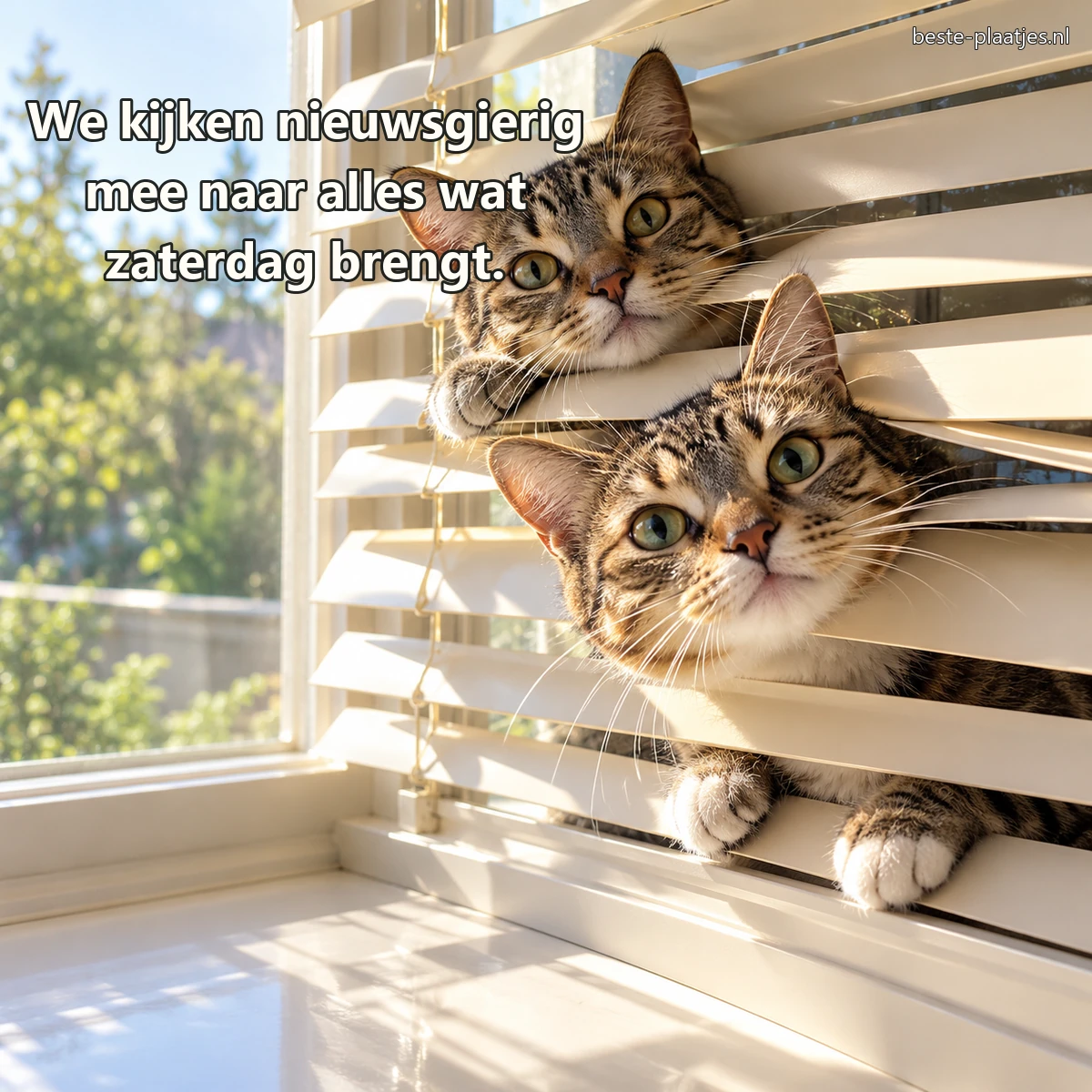 Twee tabbykatten kijken nieuwsgierig tussen houten jaloezieën door.