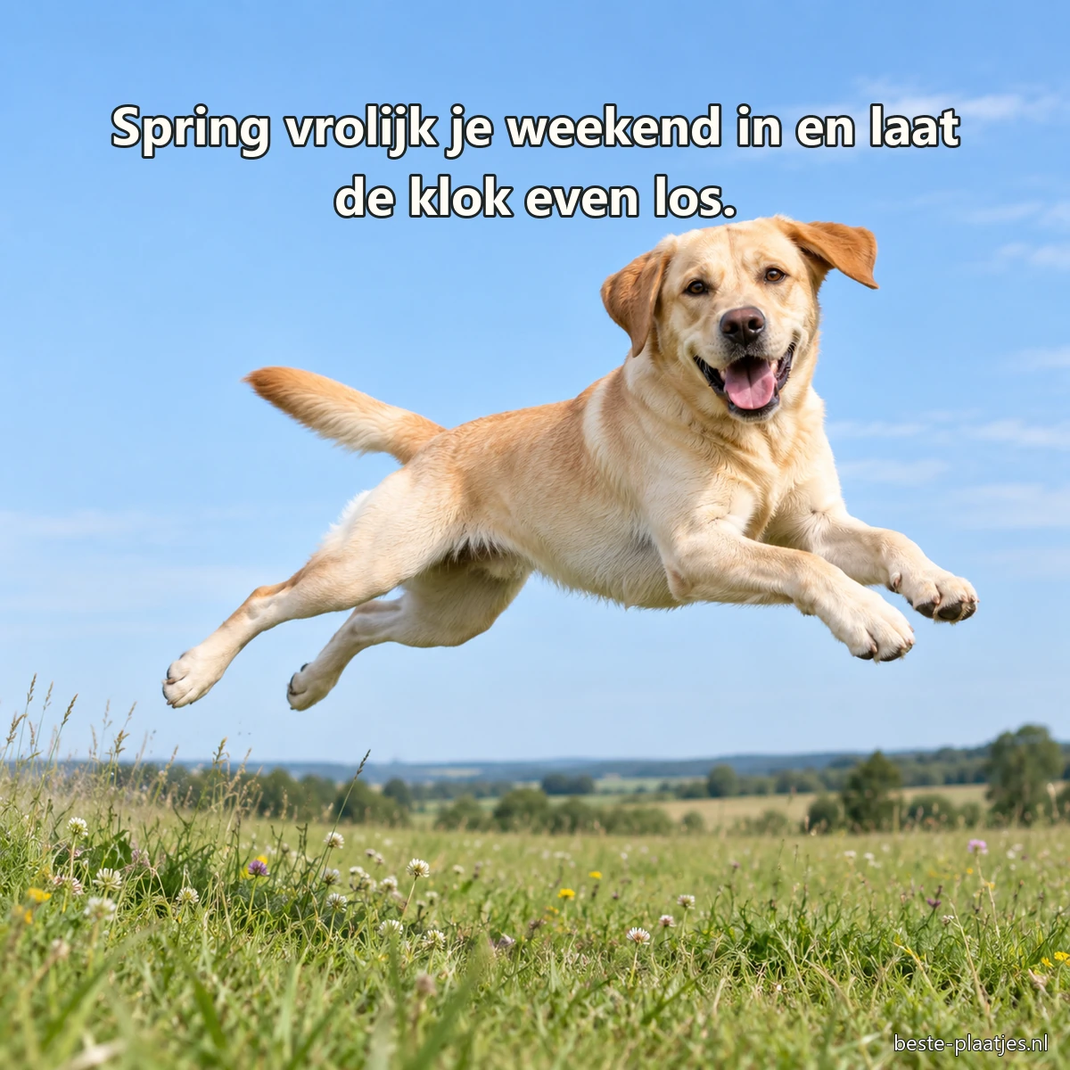 Een gele labrador springt uitgelaten boven het gras van een weide.