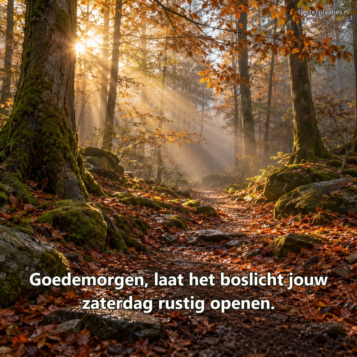 Zonnestralen vallen door een stil, licht nevelig bos na de regen.