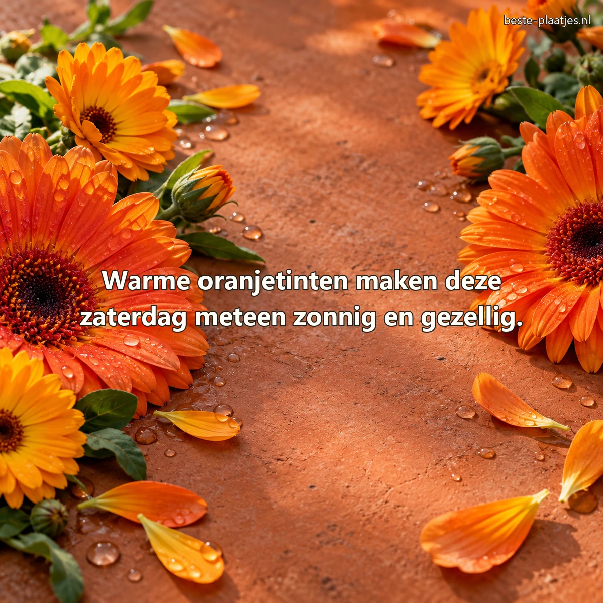 Oranje bloemen en regendruppels liggen op een warme terracottatafel.