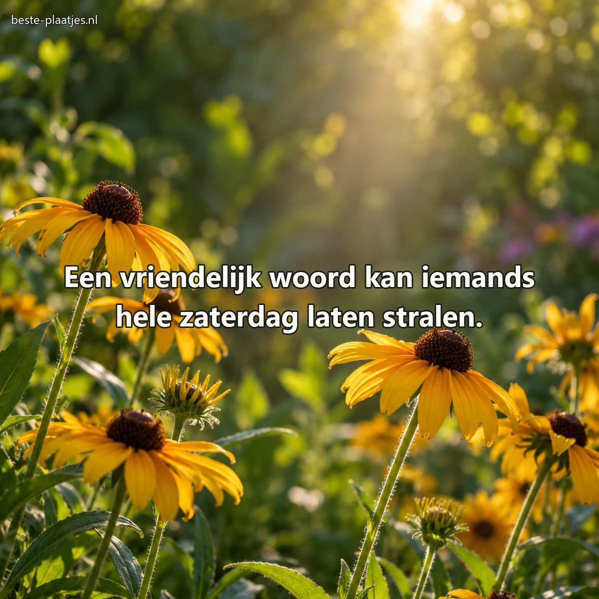Gele zonnehoeden openen hun blaadjes naar een smalle zonnestraal.