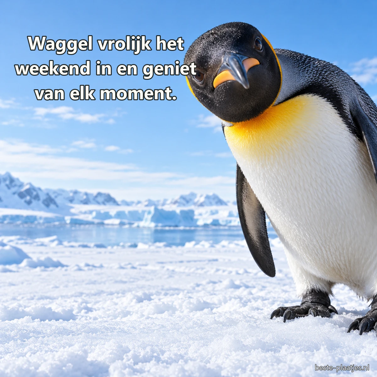 Een jonge koningspinguïn kijkt nieuwsgierig tegen een bleke sneeuwlucht.