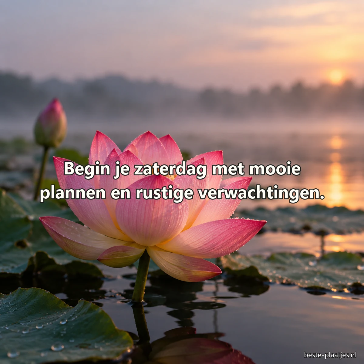 Een roze lotus opent boven donker vijverwater in het eerste ochtendlicht.