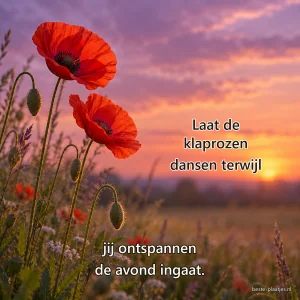 Rode klaprozen steken scherp af tegen een zachtroze avondlucht boven de weide.