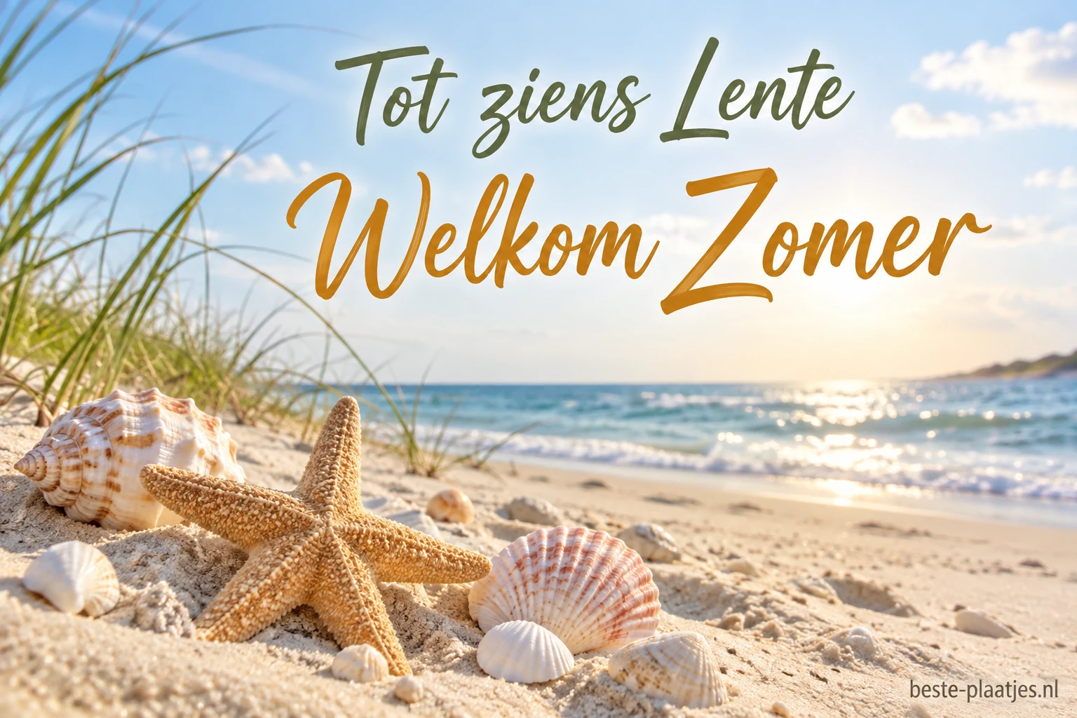 Schelpen en een zeester liggen op het zand bij de zee.