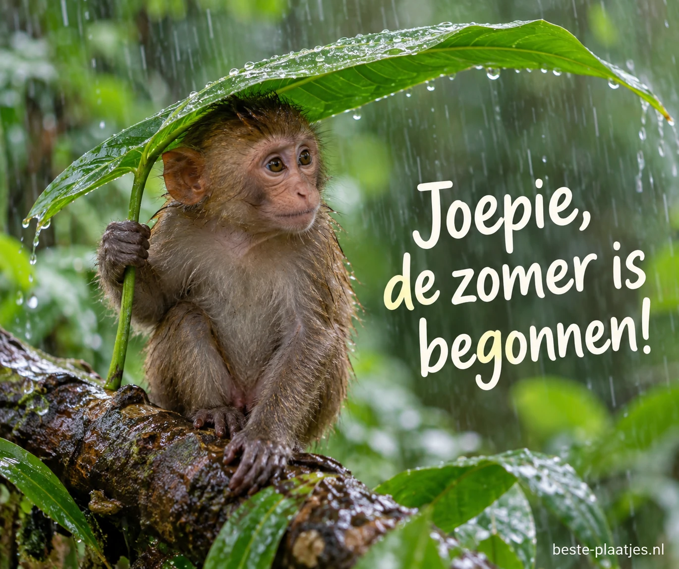 Een aapje schuilt onder een groot groen blad in tropische regen.