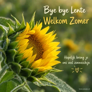 Een gele zonnebloem opent zich voor een zachte groene achtergrond.