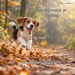 Een jonge beagle springt speels door dwarrelende bladeren op een bospad.