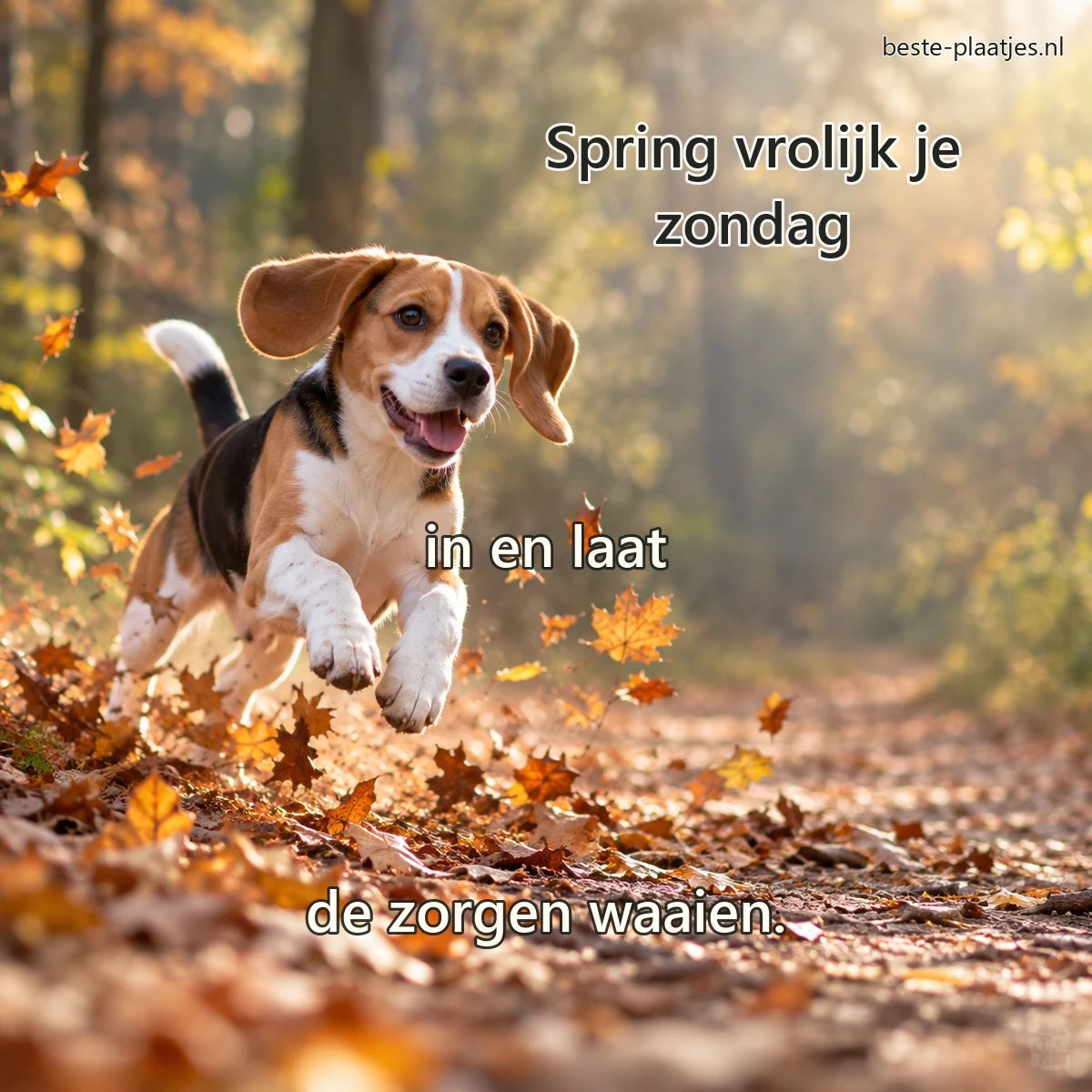Een jonge beagle springt speels door dwarrelende bladeren op een bospad.