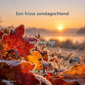 Rode en amberkleurige bladeren dragen een dun laagje rijp bij zonsopkomst.
