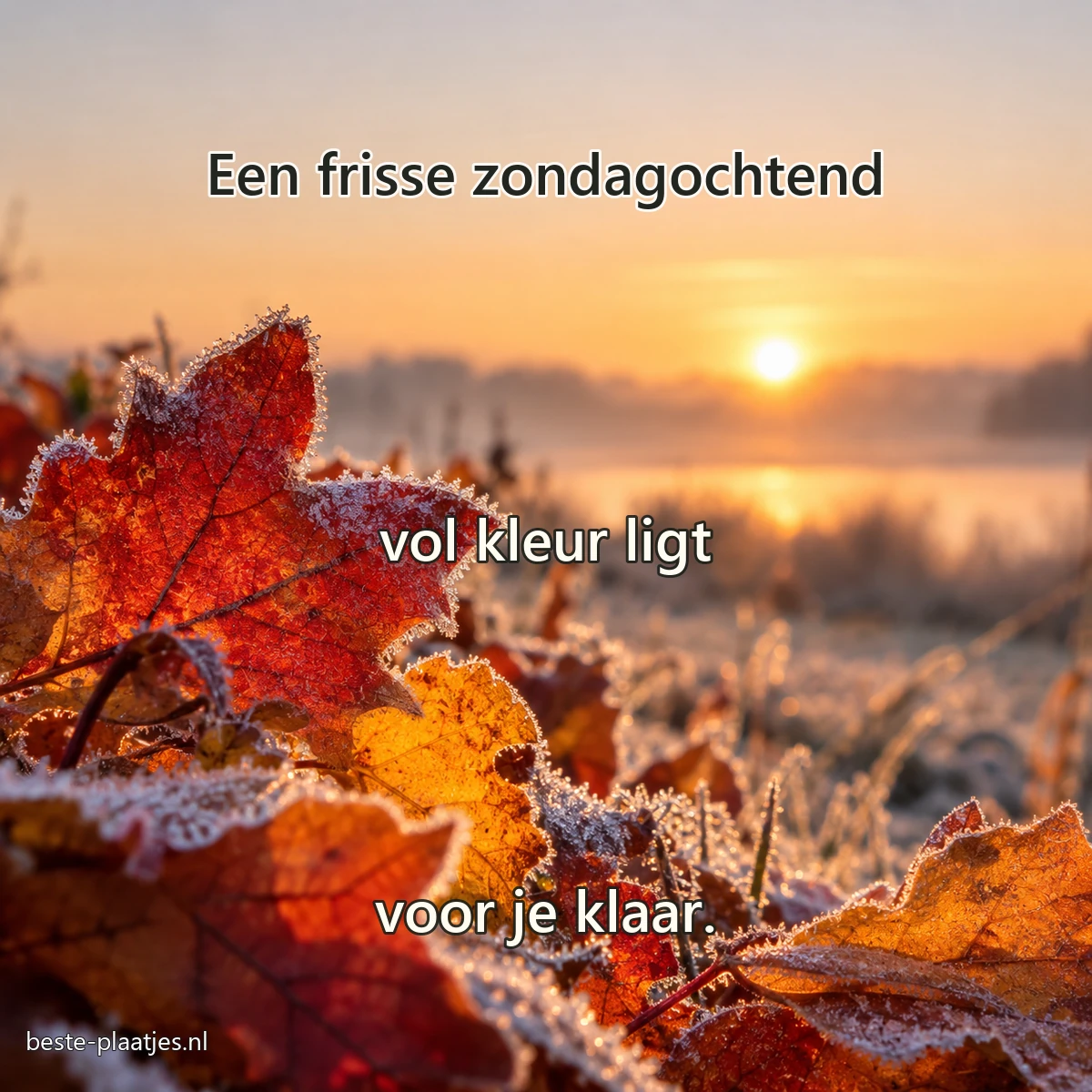Rode en amberkleurige bladeren dragen een dun laagje rijp bij zonsopkomst.
