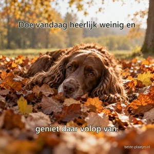 Een bruine spaniel ligt ontspannen in een mand van droge herfstbladeren.
