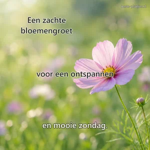 Een enkele kosmosbloem zweeft scherp tegen een dromerige pastelgroene achtergrond.