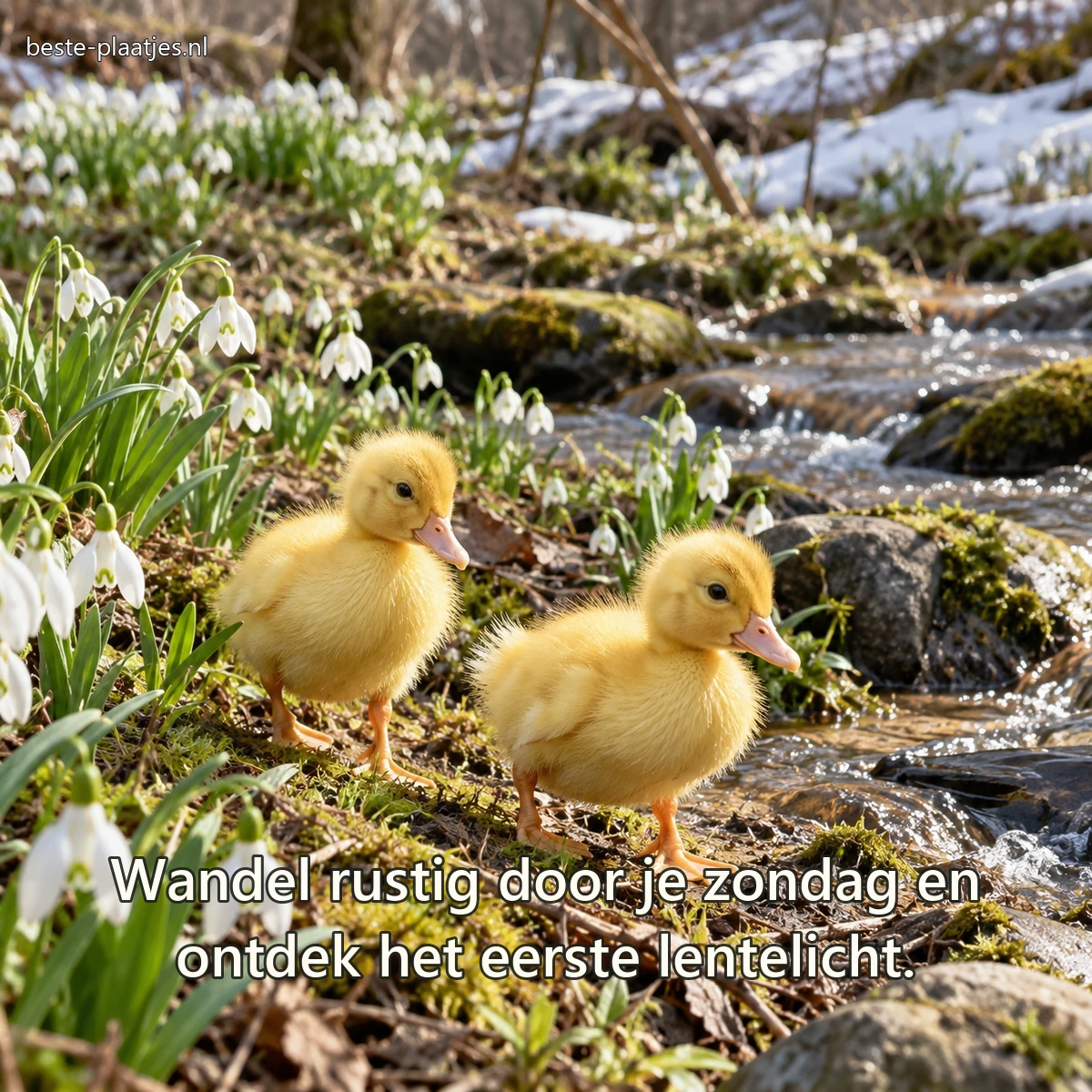 Twee jonge eendjes lopen tussen sneeuwklokjes langs een ondiepe beek.