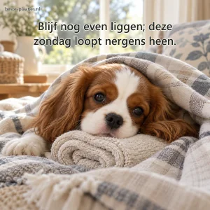Een cavalierpup ligt onder een zachte plaid met zijn kop op een handdoekrol.