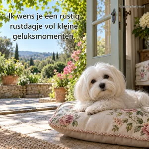 Een maltezer ligt op een geborduurd kussen bij een open tuindeur.