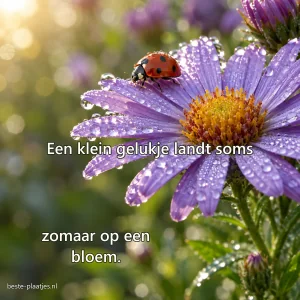 Een lieveheersbeestje kruipt over een paarse aster met dauwdruppels.