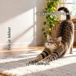 Een cyperse kat strekt zich uit op een wit vloerkleed in zonlicht.