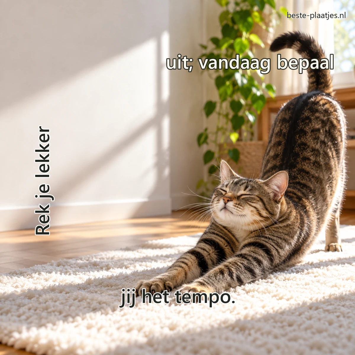 Een cyperse kat strekt zich uit op een wit vloerkleed in zonlicht.