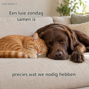 Een chocoladebruine labrador en rosse kat slapen met de koppen tegen elkaar.