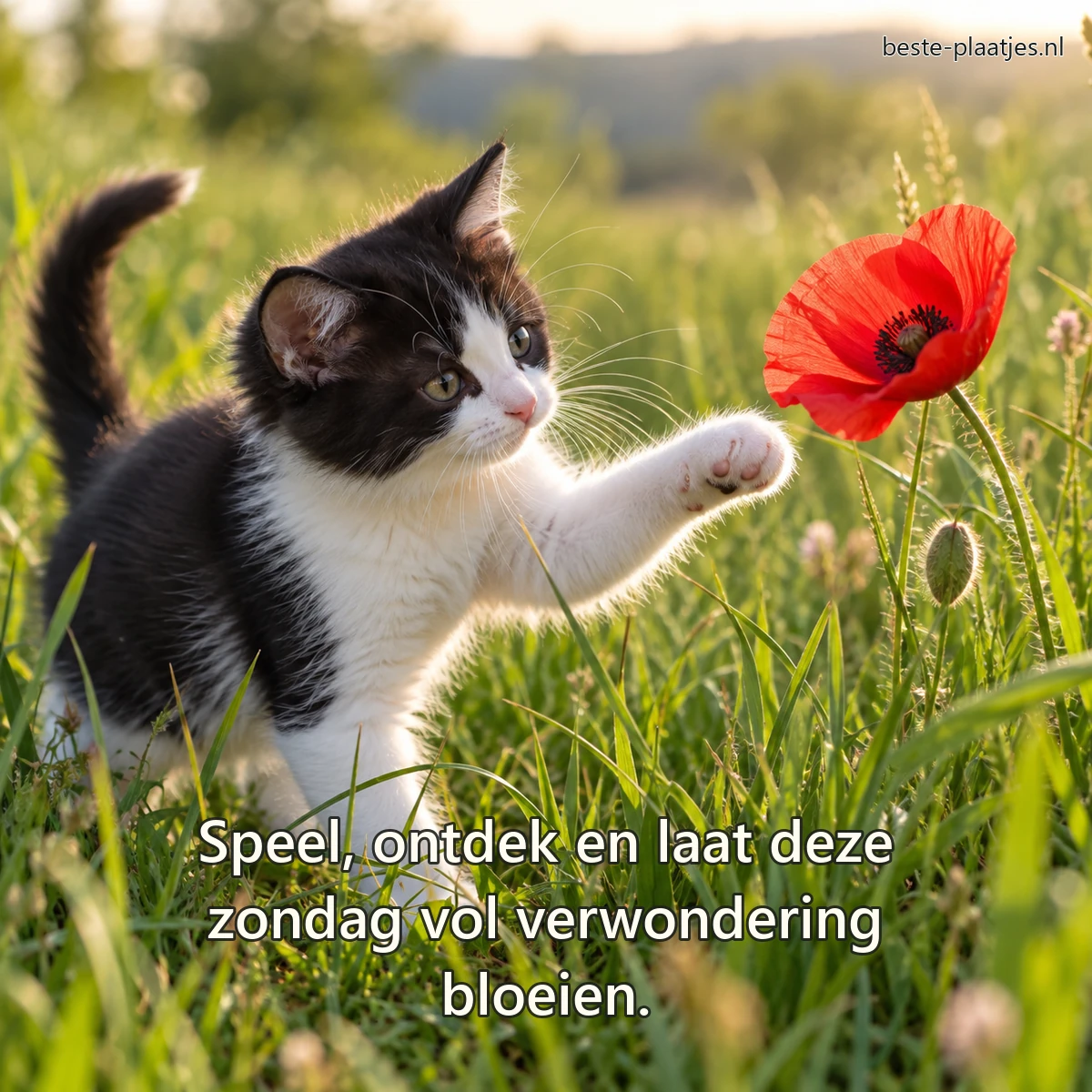 Een zwart-wit kitten reikt voorzichtig naar een rode klaproos in hoog gras.